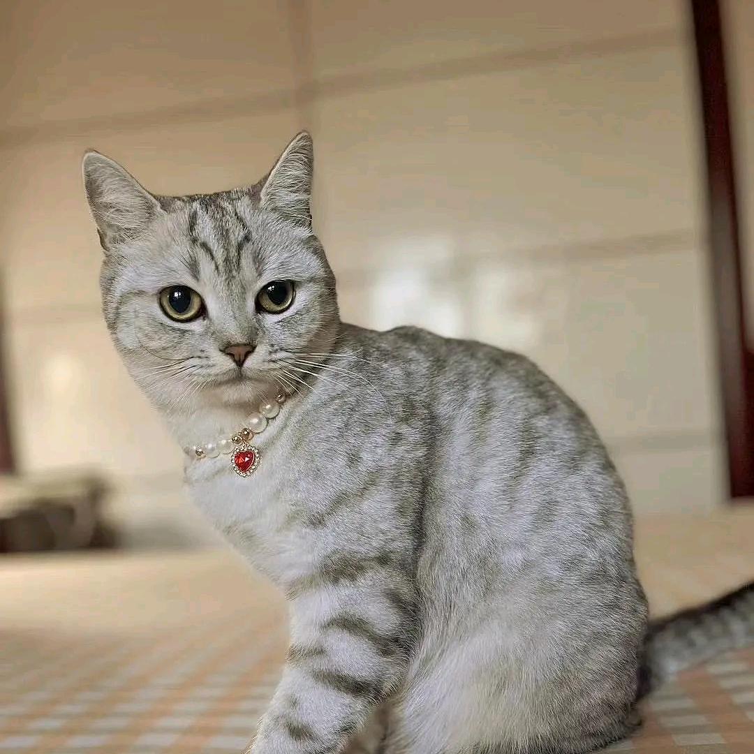 静小姐
