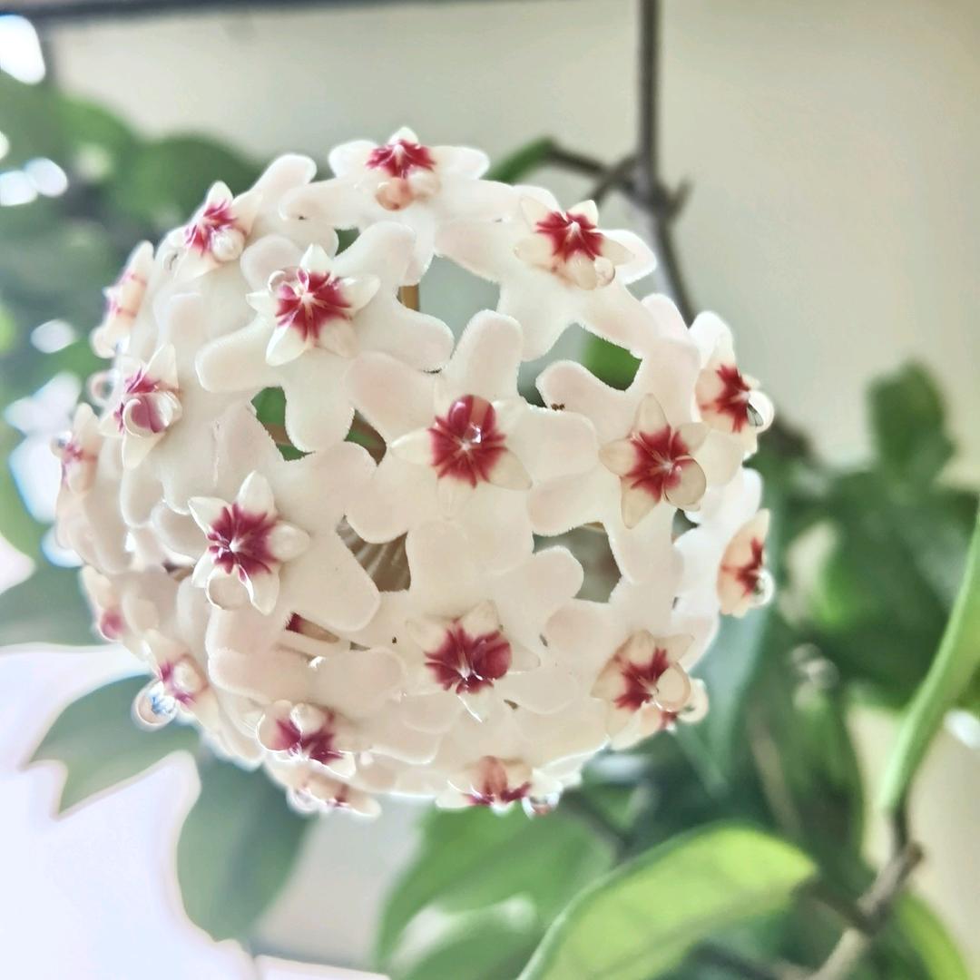 开心芗妹子