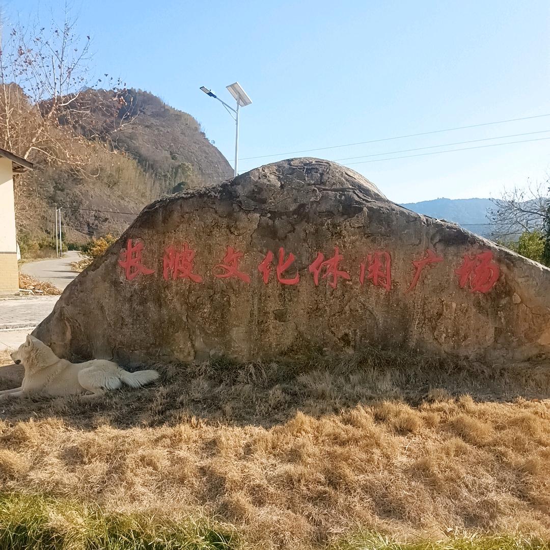 凤姐龟鳖苗