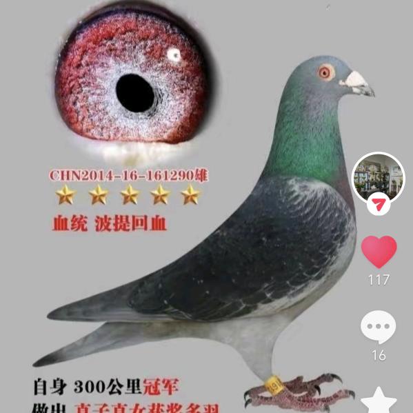 吴徽鸽含