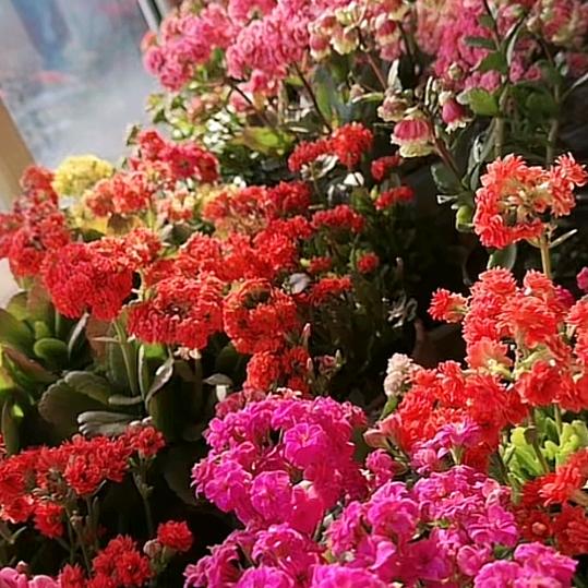 东姐花卉