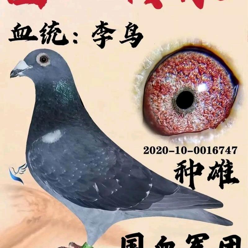 xiangpengyan86