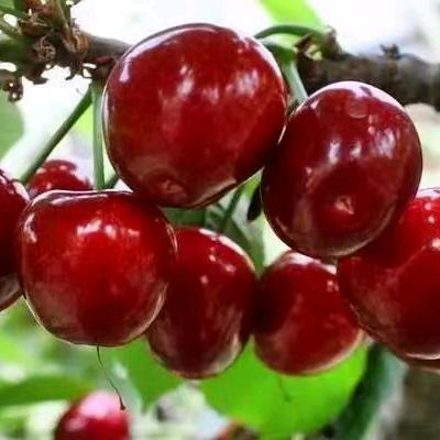 洛阳知节岭农林科技开发有限公司