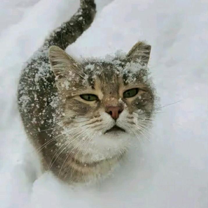 艳阳天