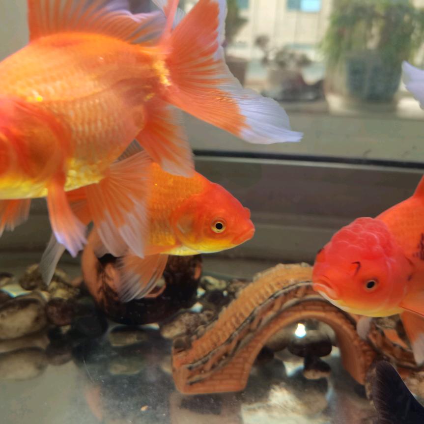 红色金🐟鱼