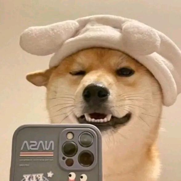 萌宠治愈馆