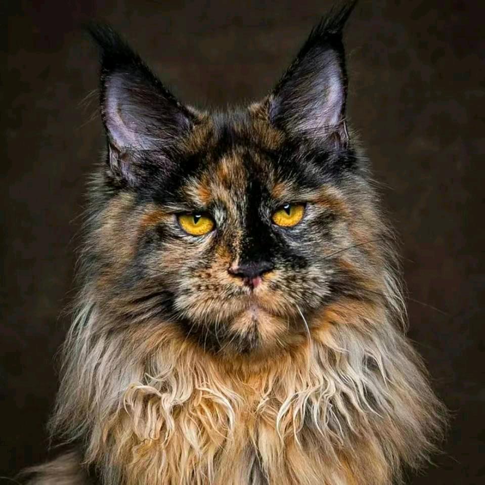 刘亦缅因猫舍