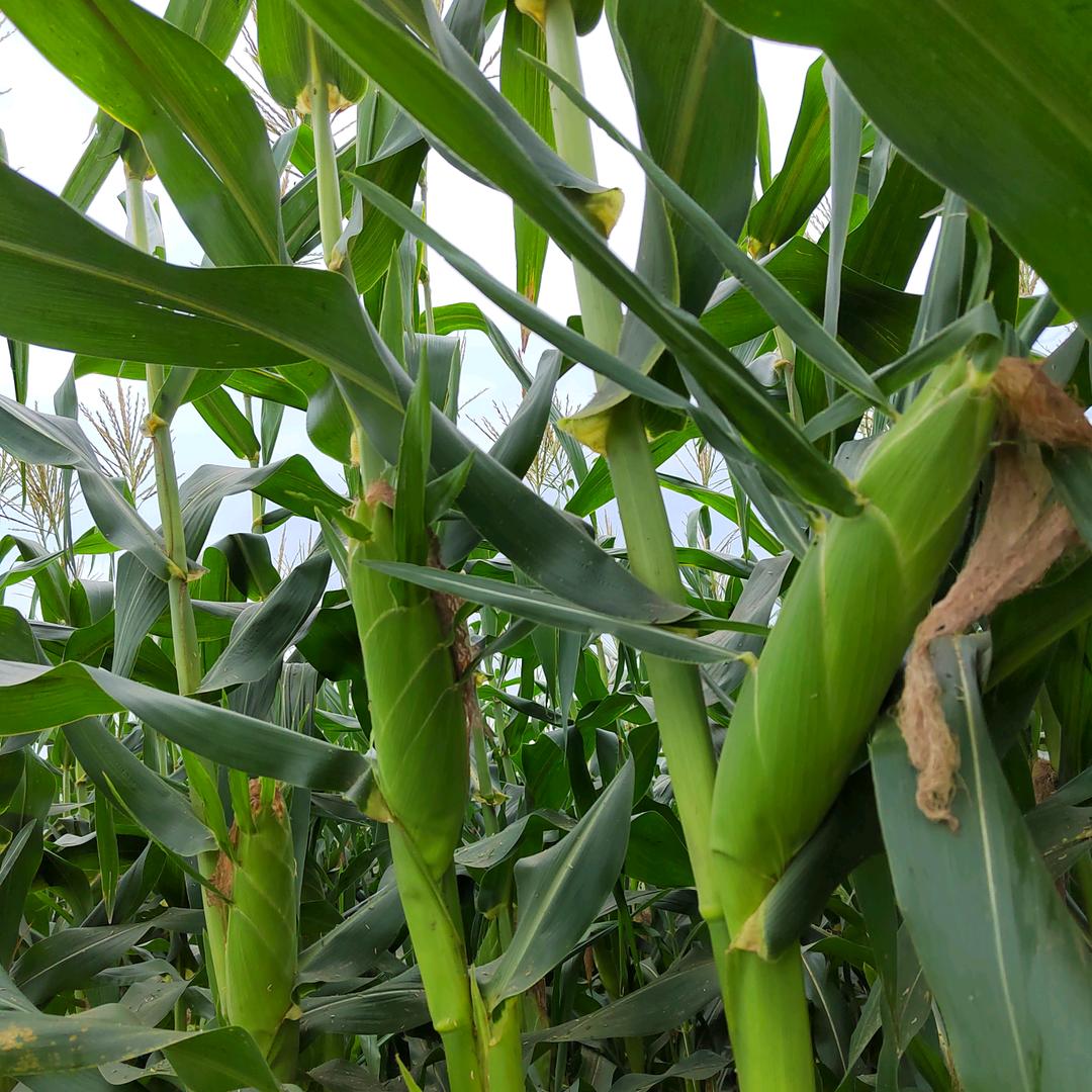 鲜食玉米订单种植包回收