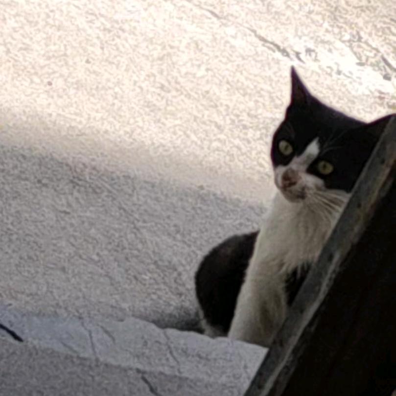 猫猫被欺负了