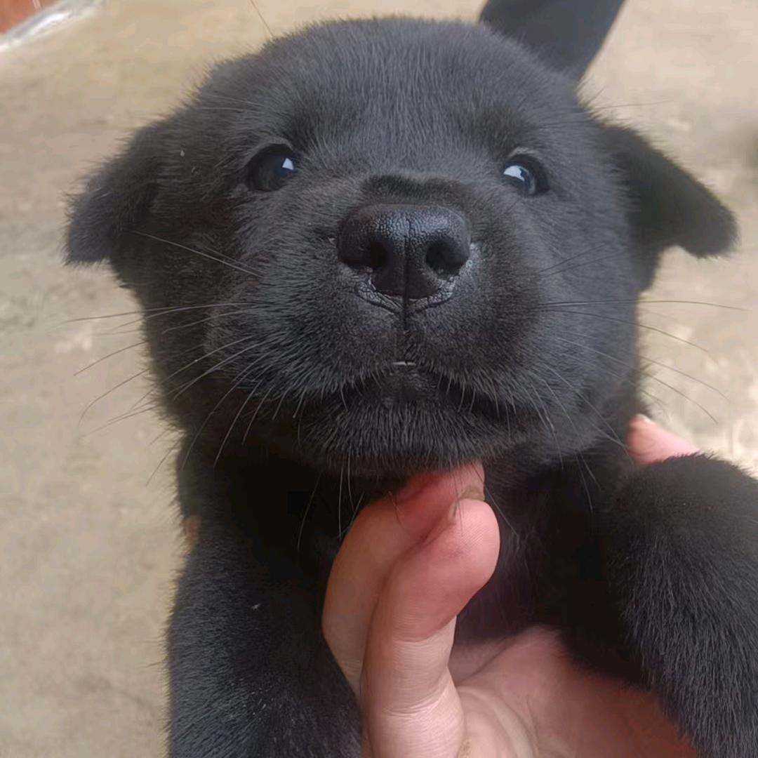 鬼少