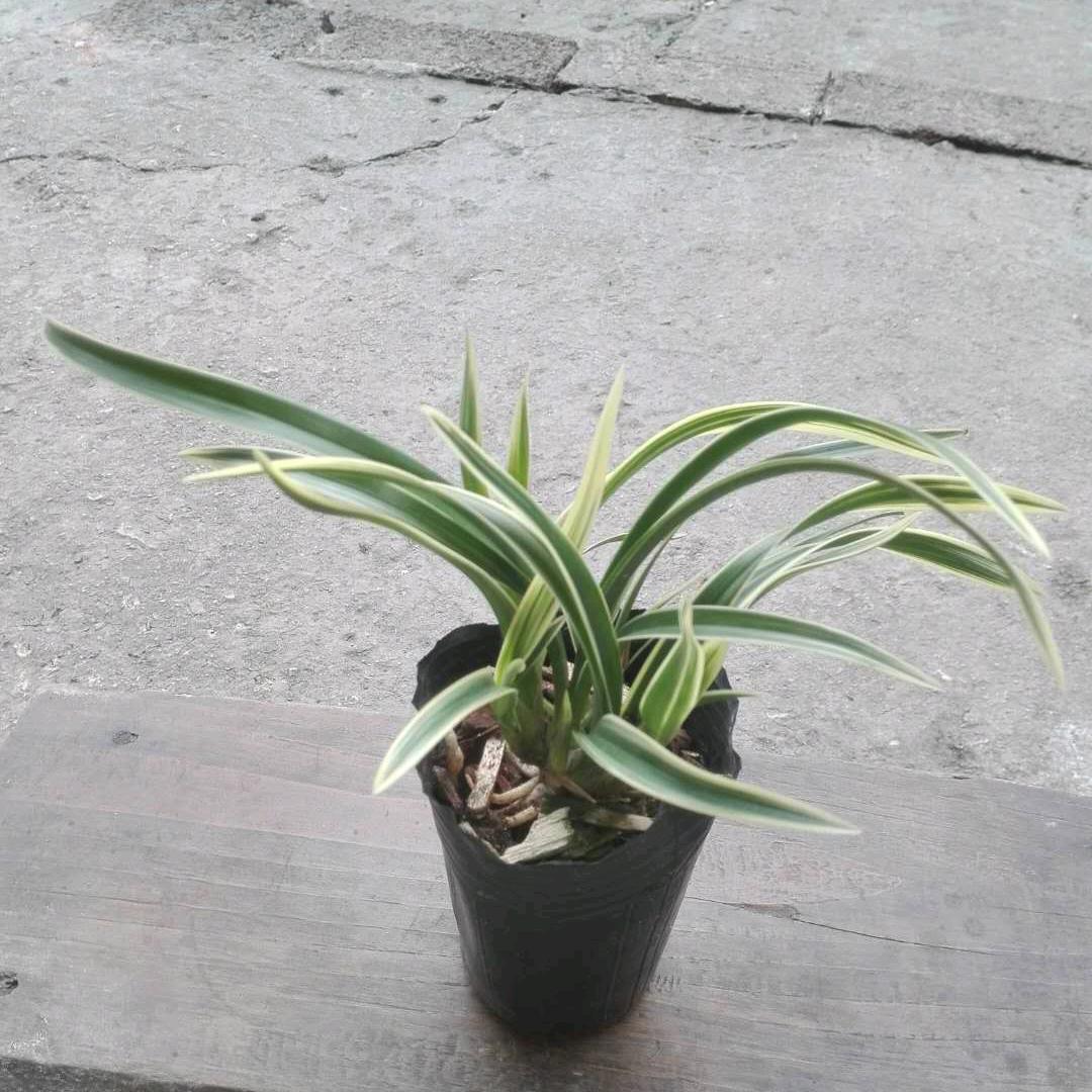 杨：