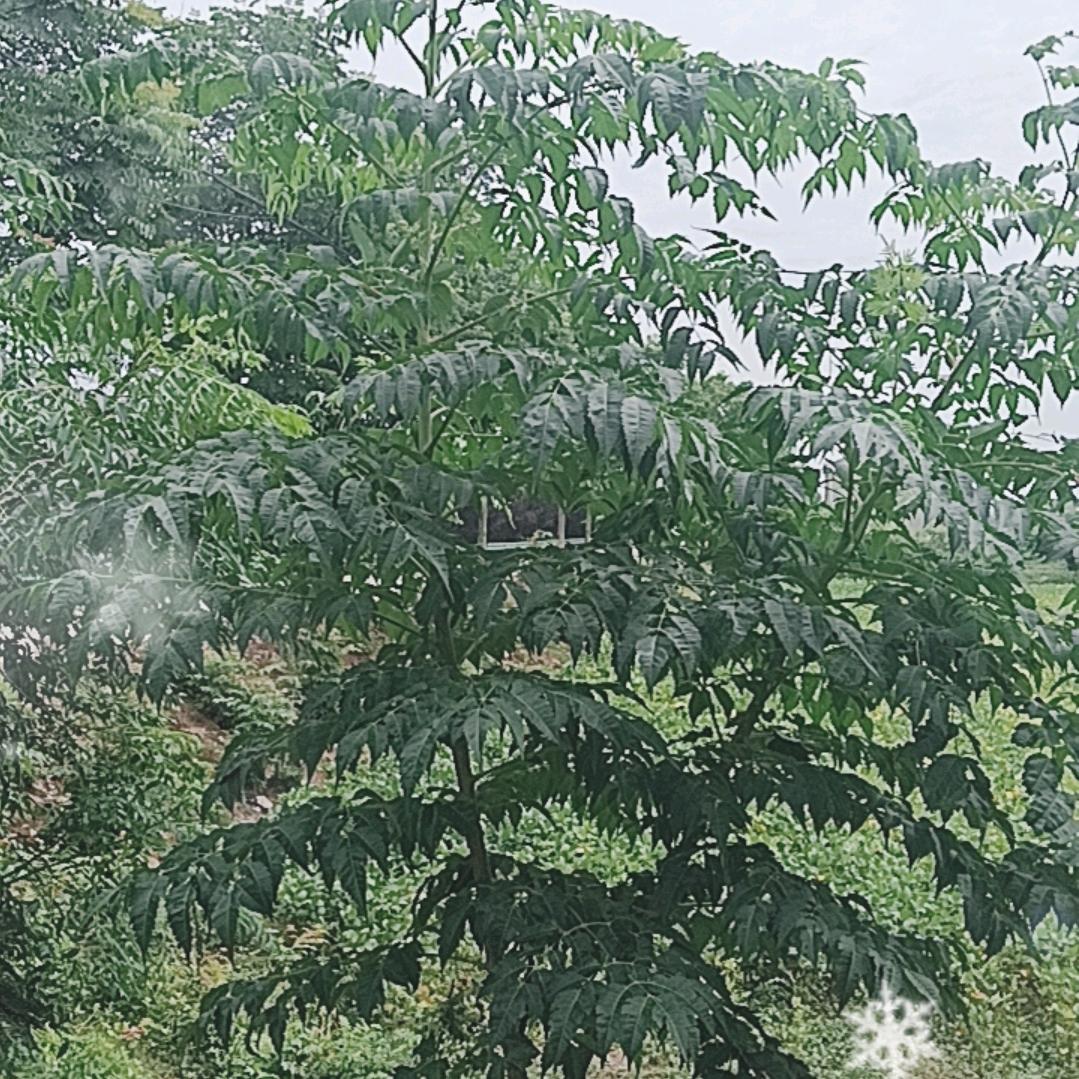 琦楼粒哒的直播号
