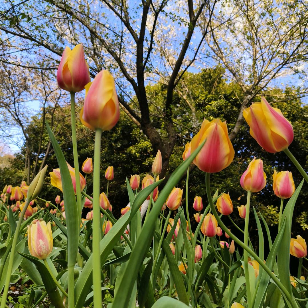 名扬河山百货商行