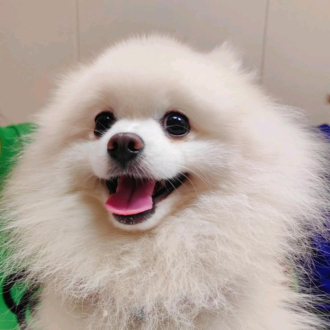 🐾爪印森甜宠物蛋糕定制