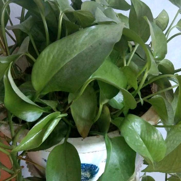 远嫁的我🍎谢绝连赞