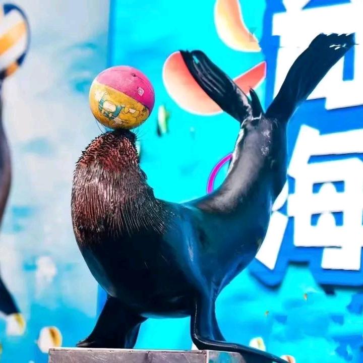 快乐小海狮