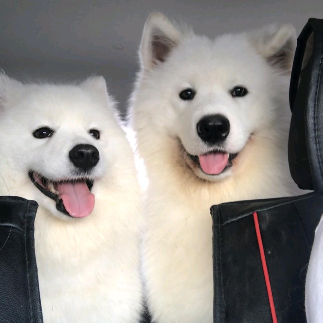 上海寻狗酬金1万元