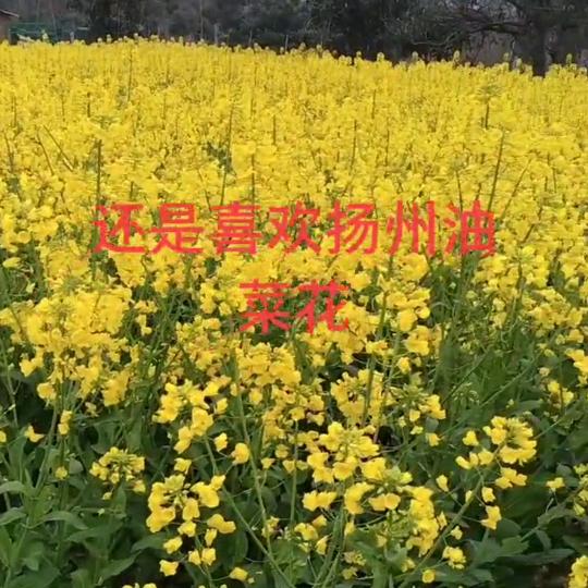 油菜花