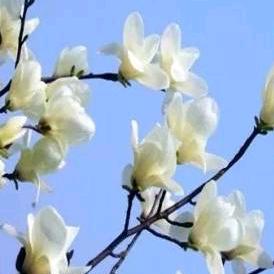 顺其自然🌻