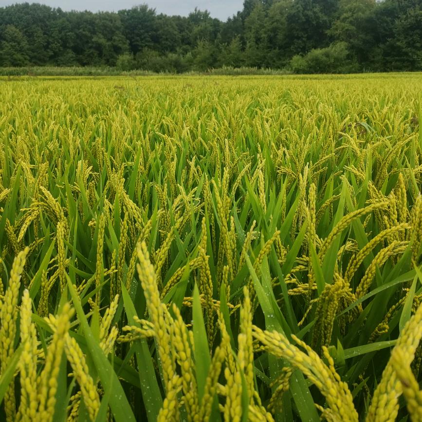 东北🌾海棠