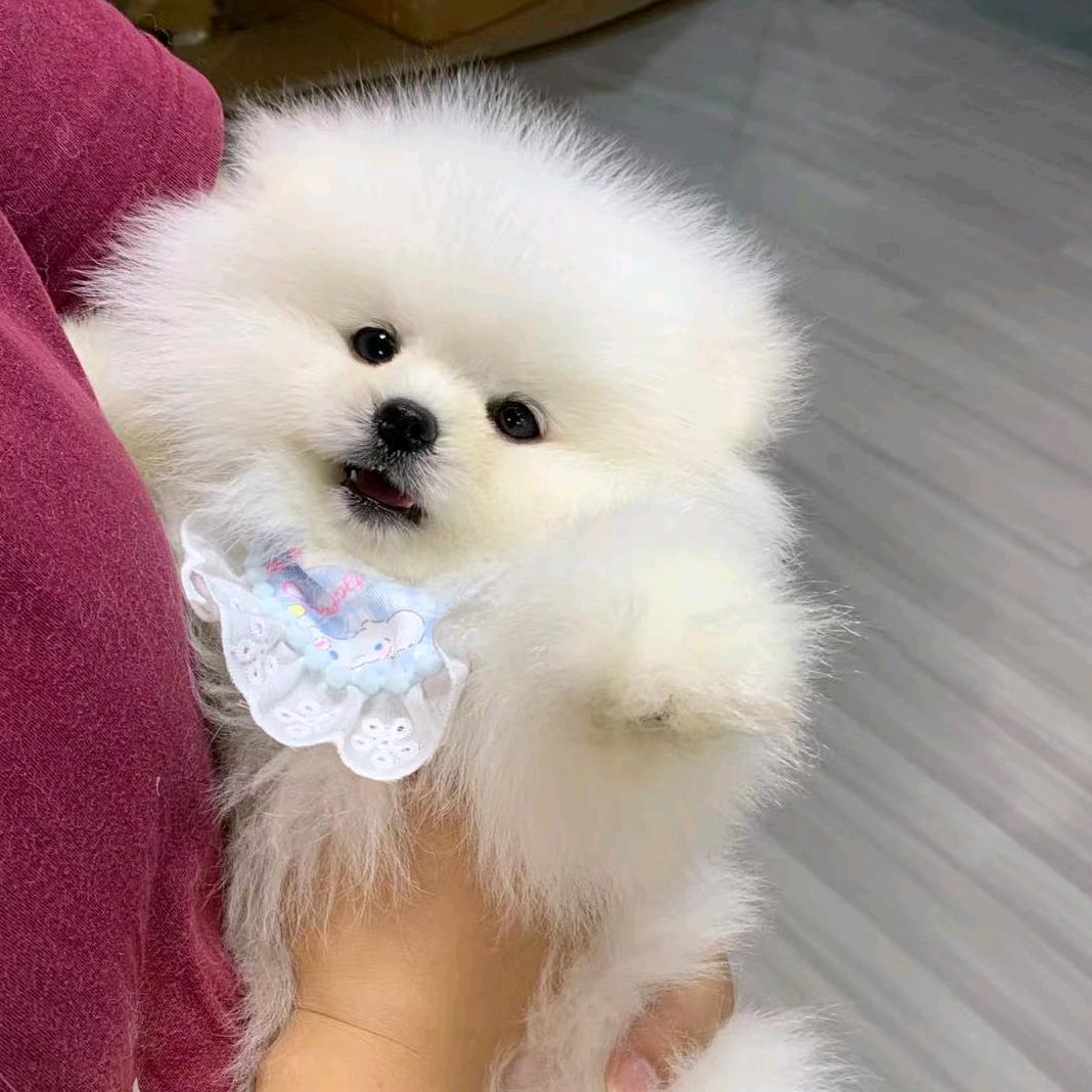 狗的喵宁宠物店（个体工商户）
