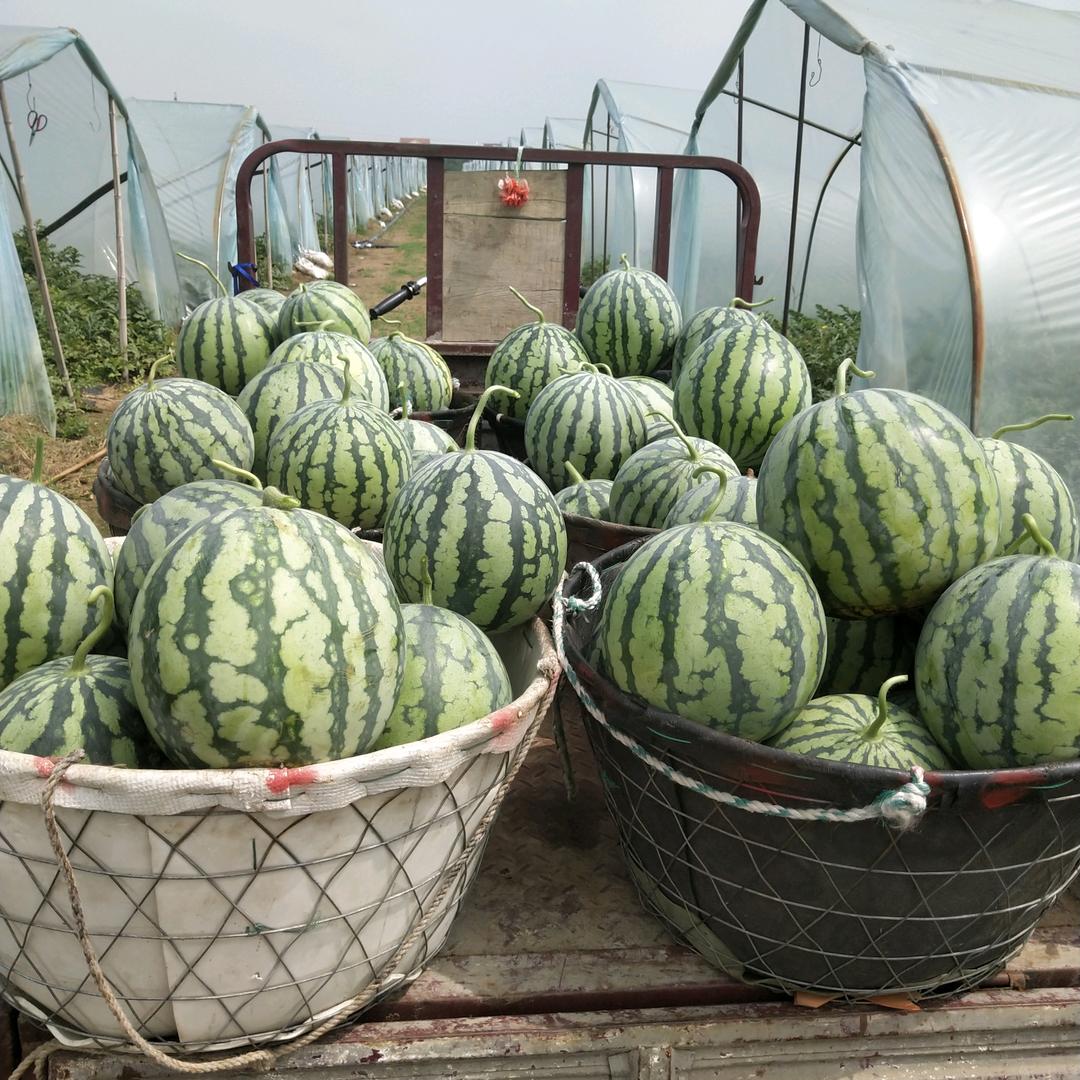 台州农民西瓜老实赞
