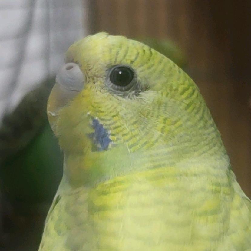 想没烦恼的烦恼