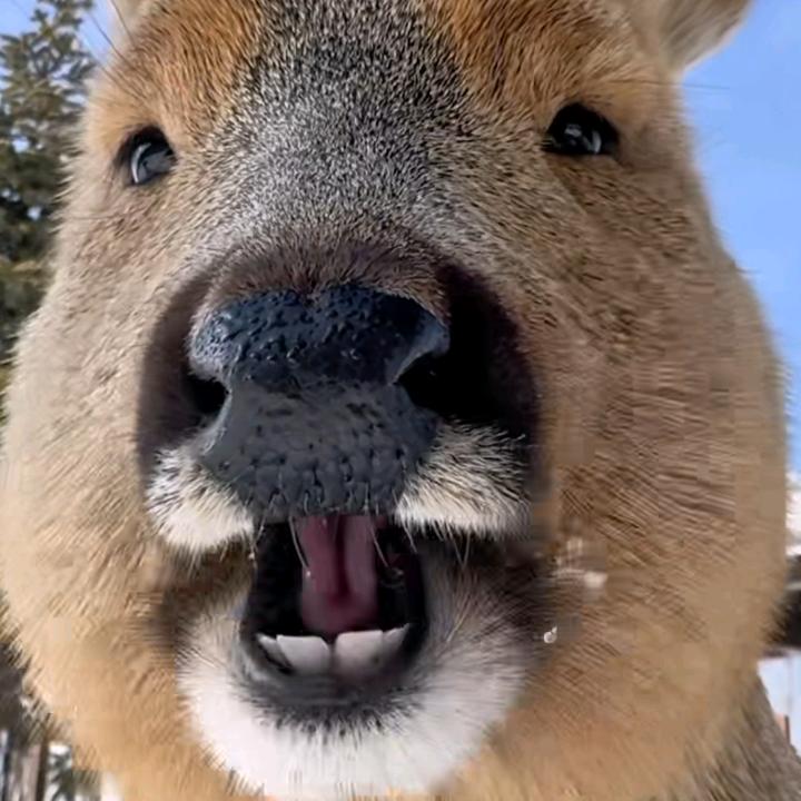 🌈满山的猴子我腚最红