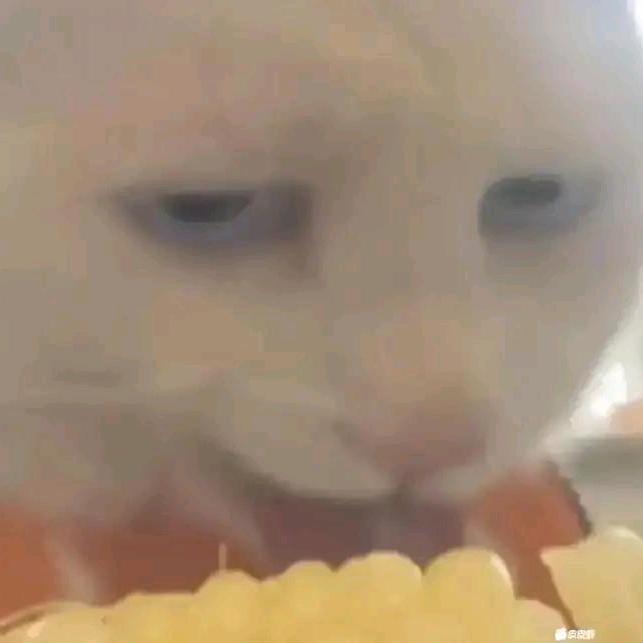 袁磊（木工）