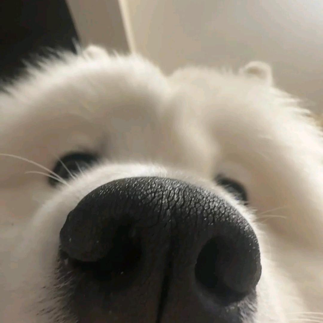 Mangooo