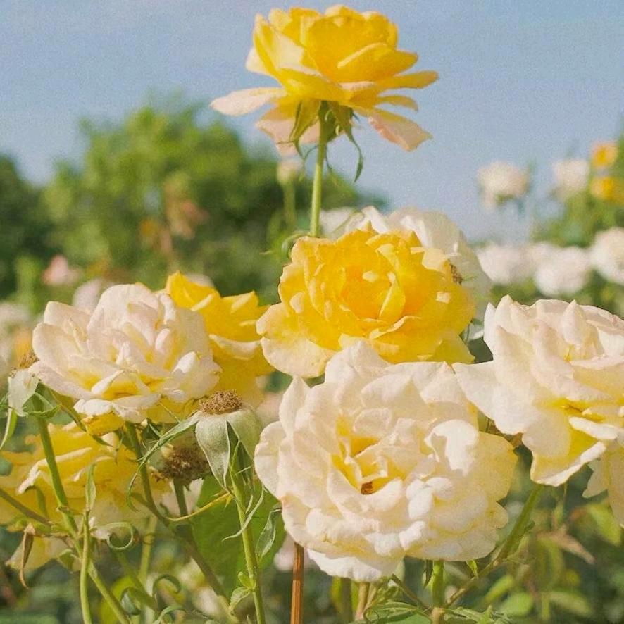 安心🌸安心