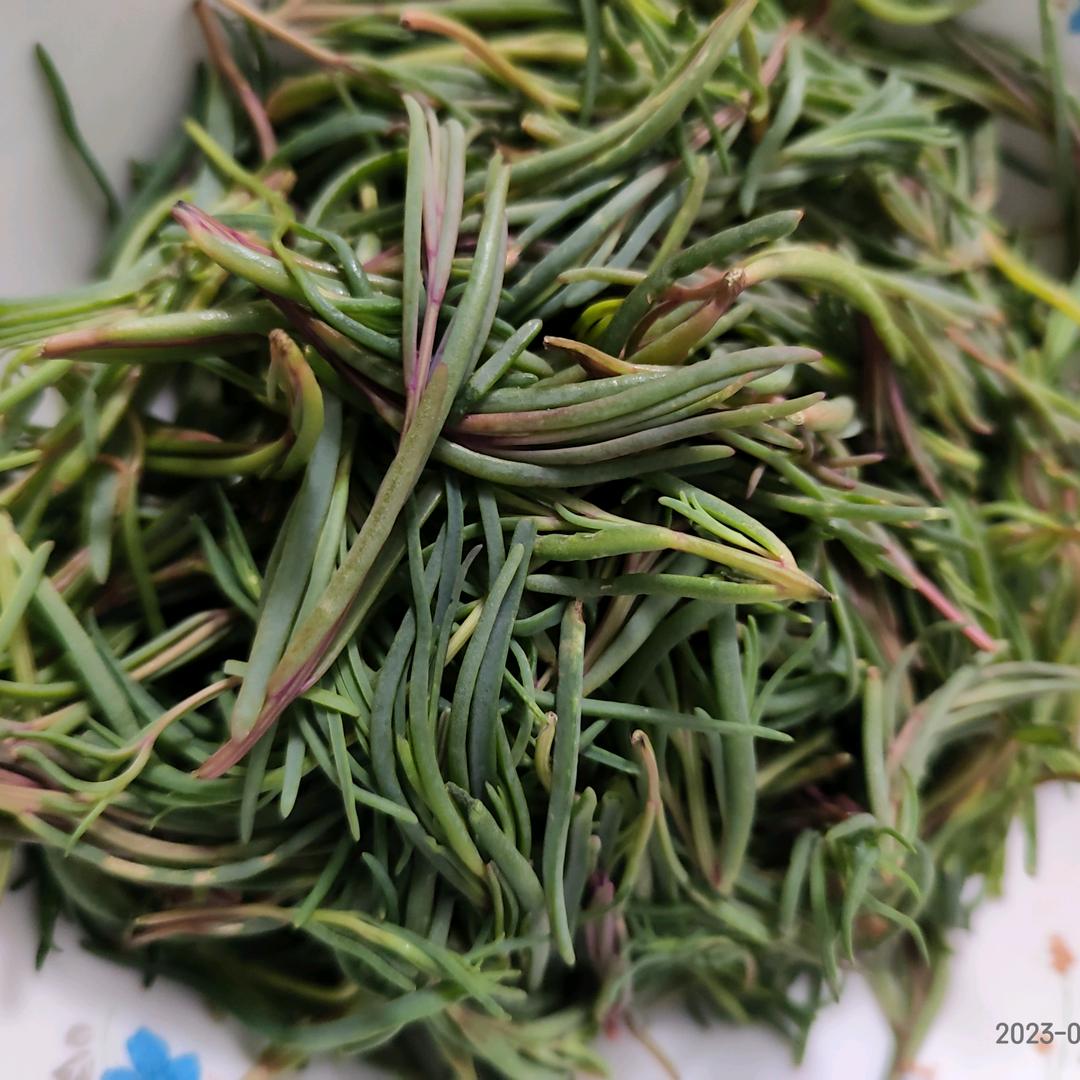 好网名都被狗取了