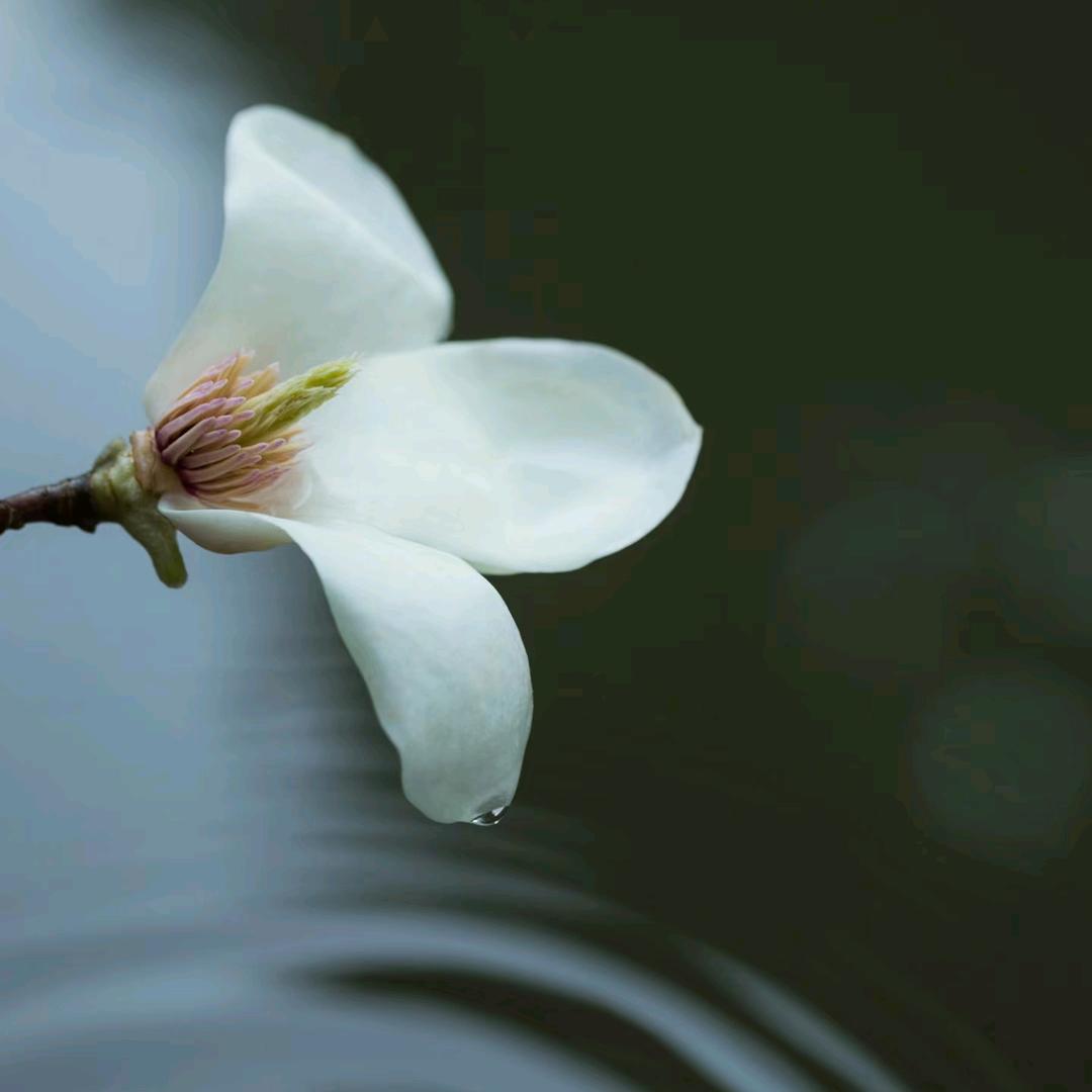 悠丛记