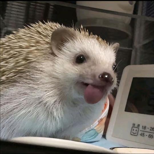 夜神不哭