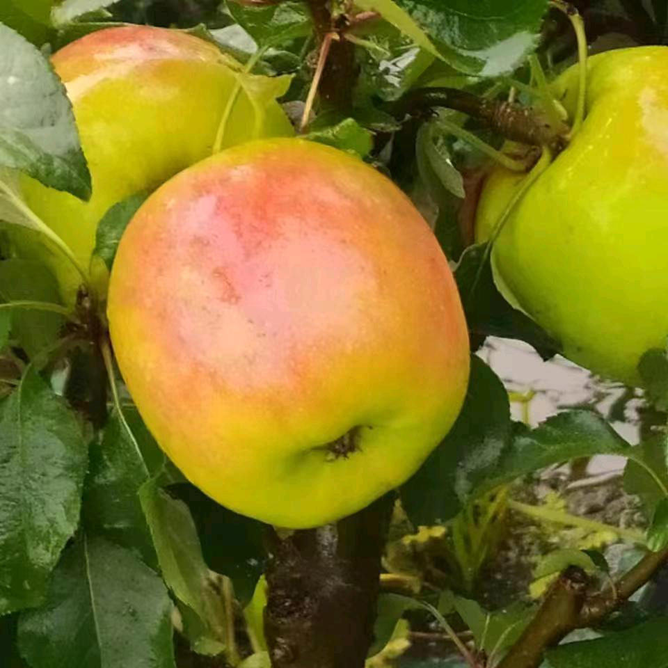 益超花卉园艺