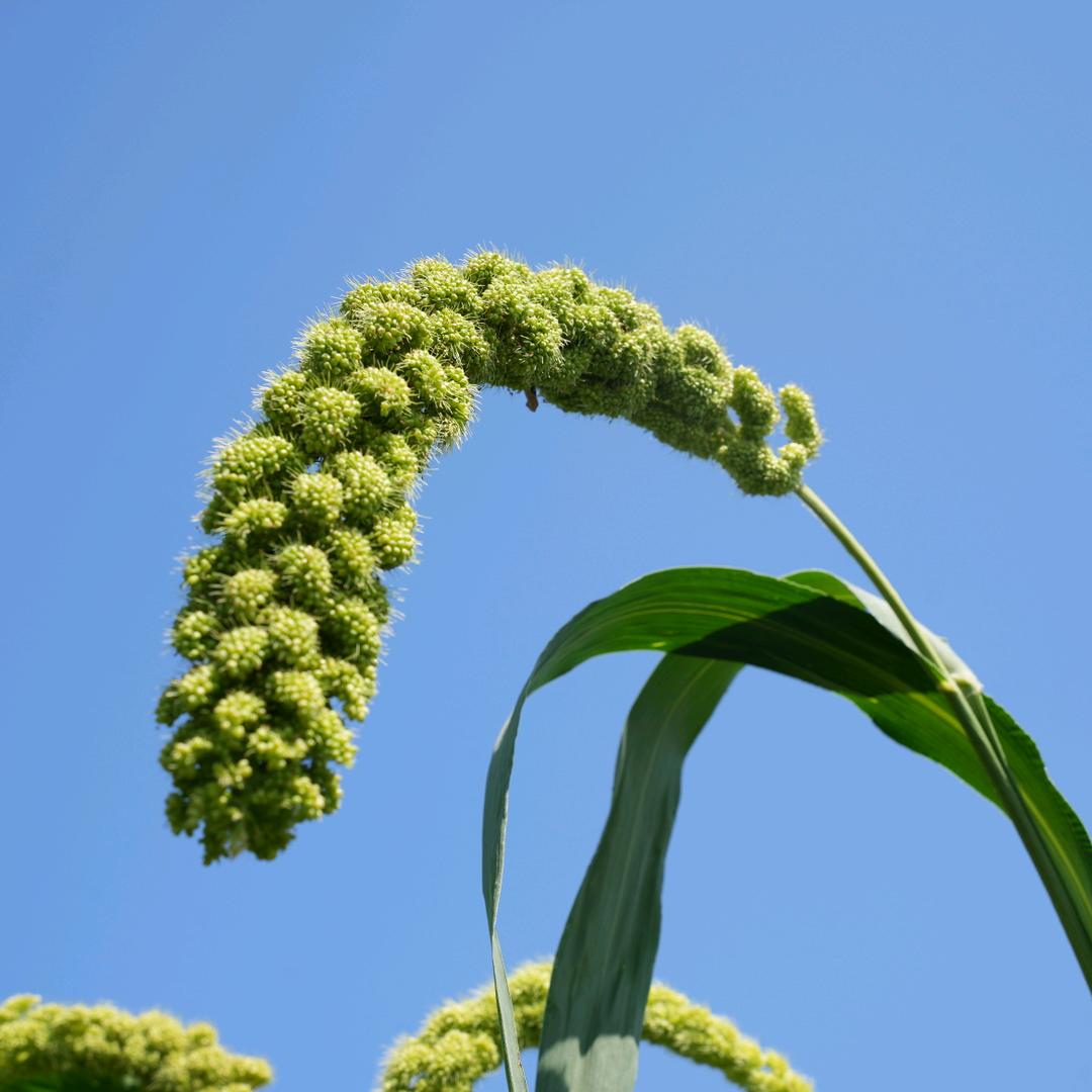 赤峰赵宝沟农产品甄选店