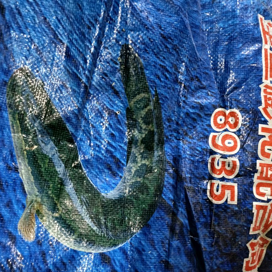 布拉肠粉