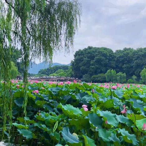 铿锵玫瑰🌹🌹🌹