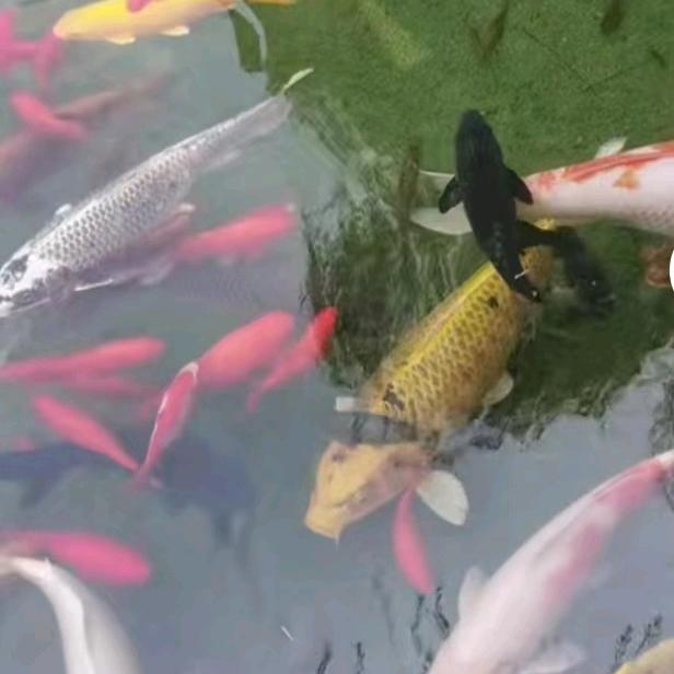 幸福快乐后半生