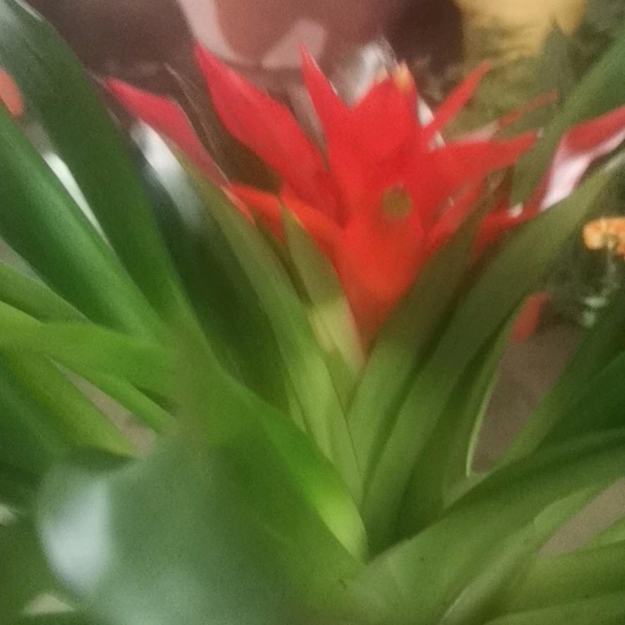 硕果绵绵