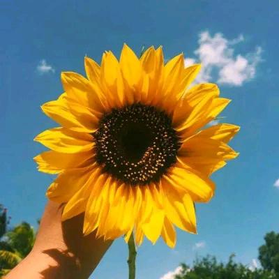 向🌻日🌻葵🌻