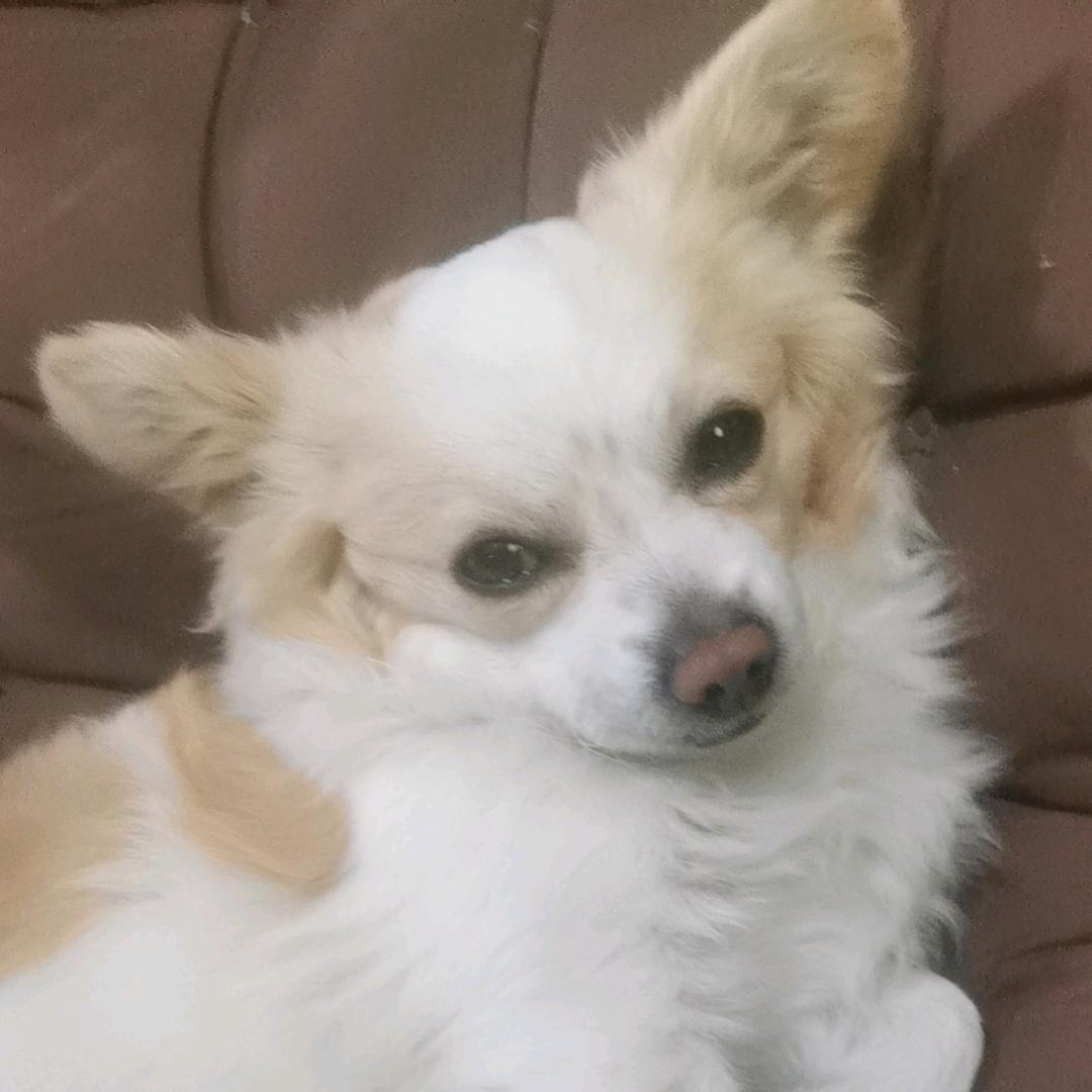 是苏呀