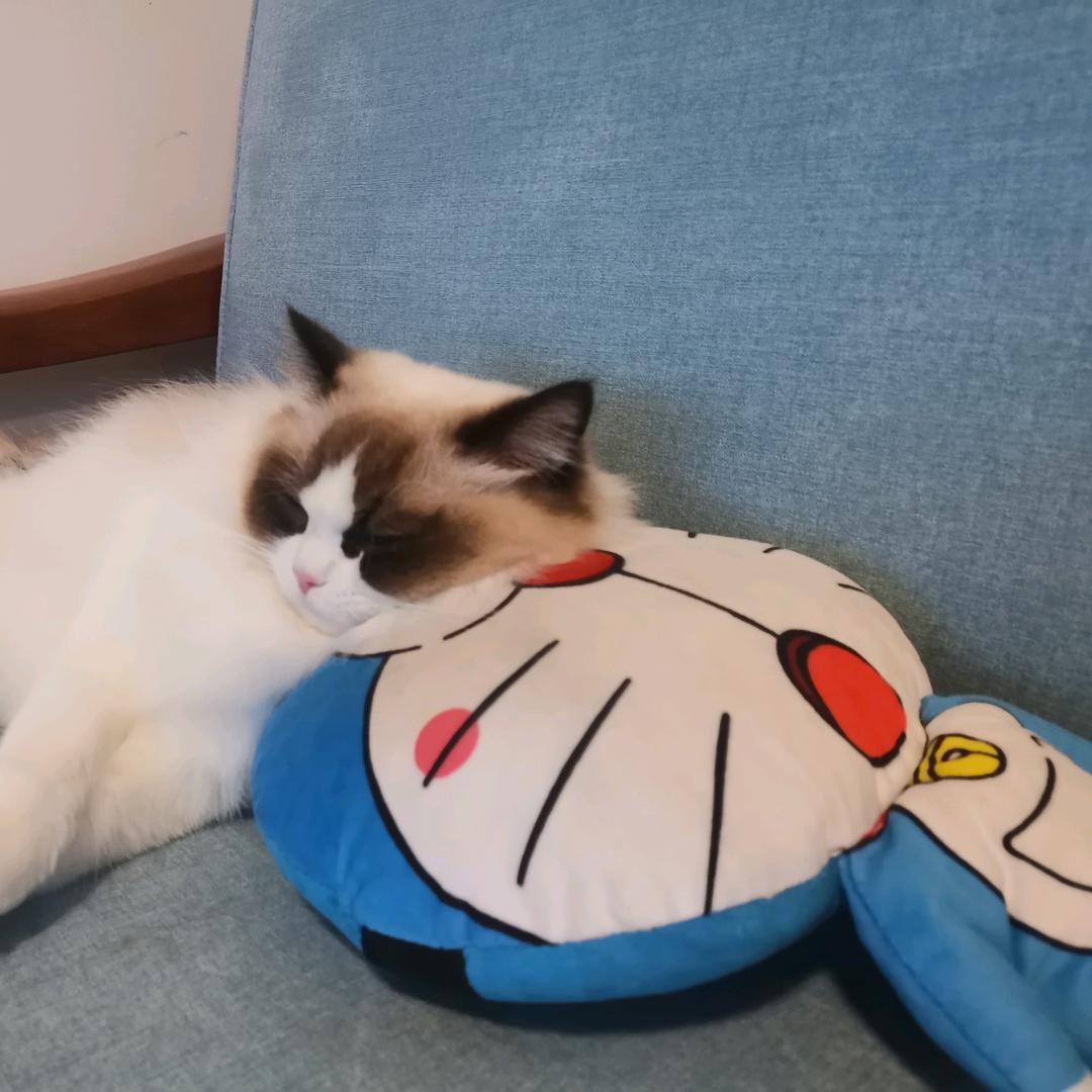 jingjing