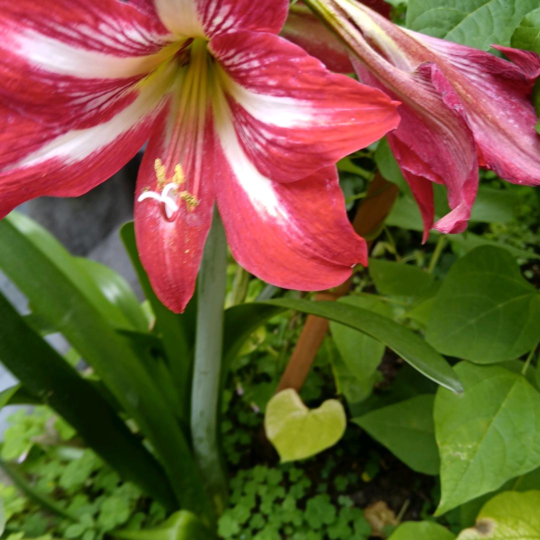 秋菊