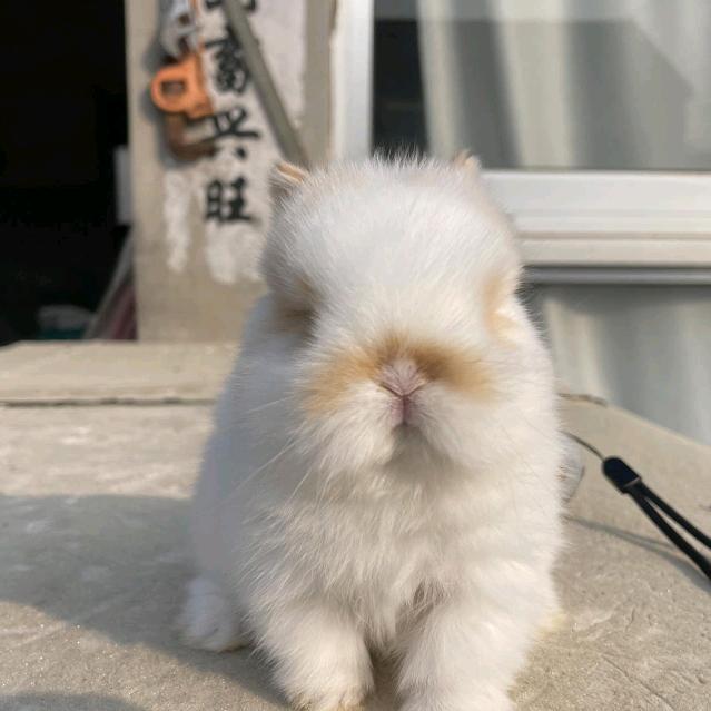 萌兔村