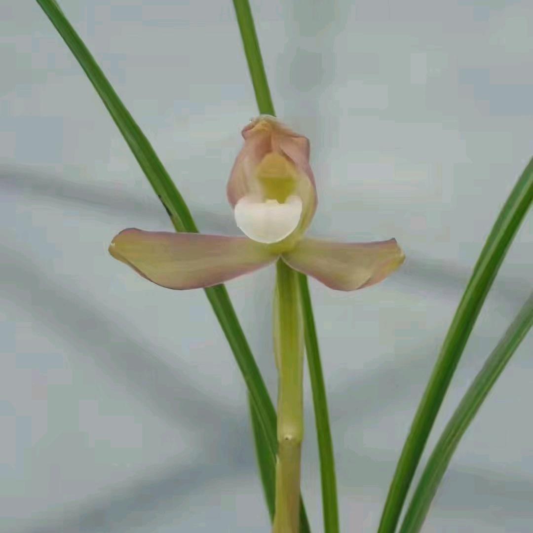 小羊羔