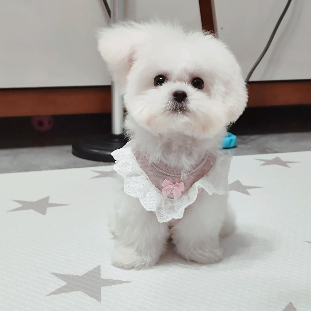 当博美遇上比熊