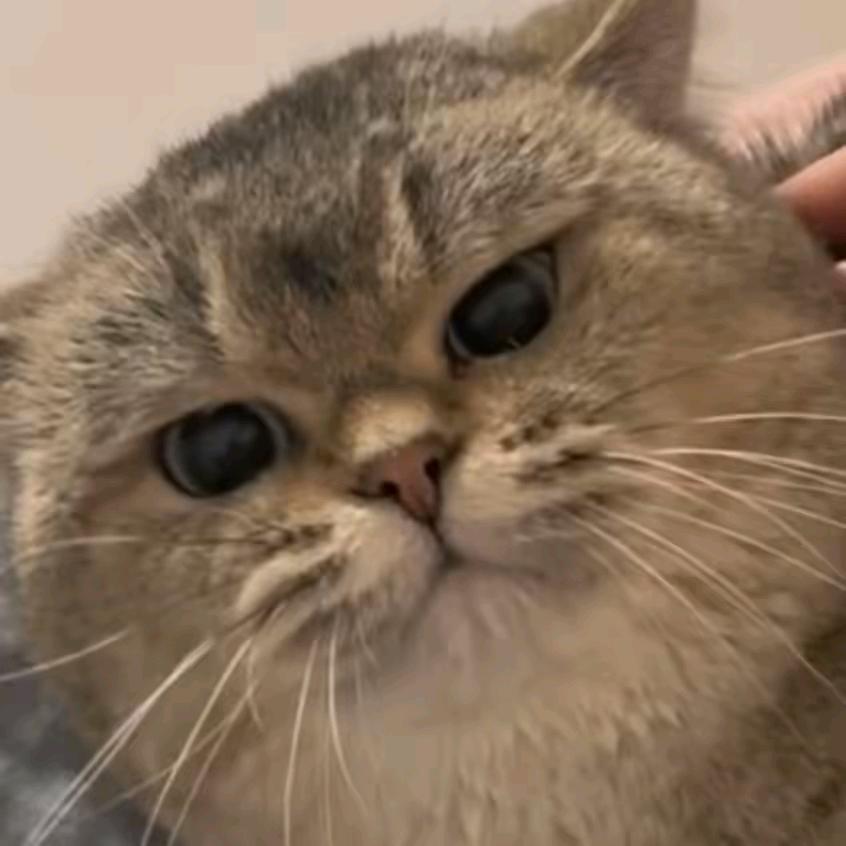 楠戈