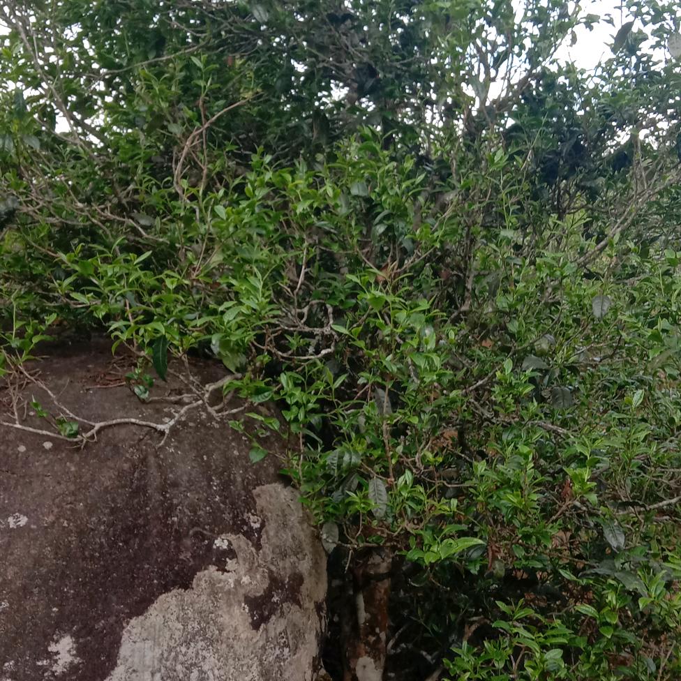 邦东三杰，曼岗古韵茶苑