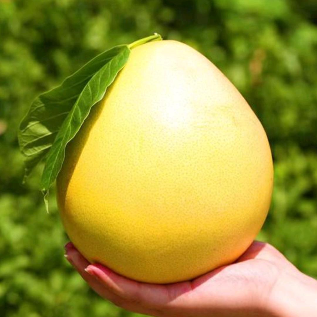 果悦商贸店的头像